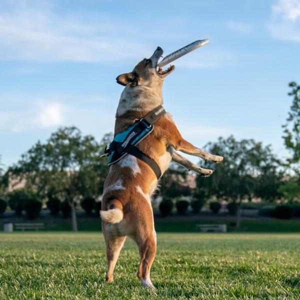 BrilliantK9 Ergonomic Dog Harness Ares